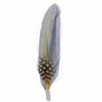 Hutfeder by Stetson - 1,99 &euro;